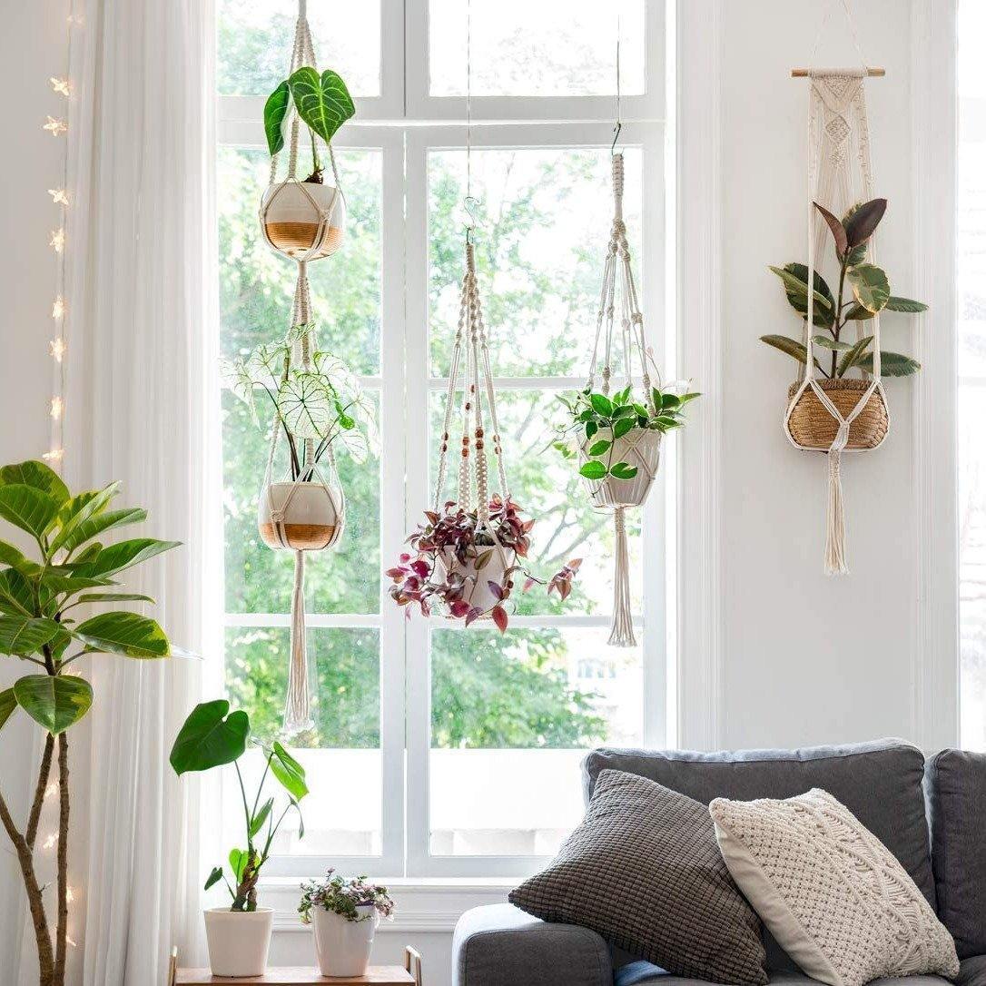 buy philodendron nz Philodendron Imperial Green - Indoor Plant