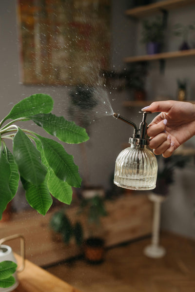 Plant Care