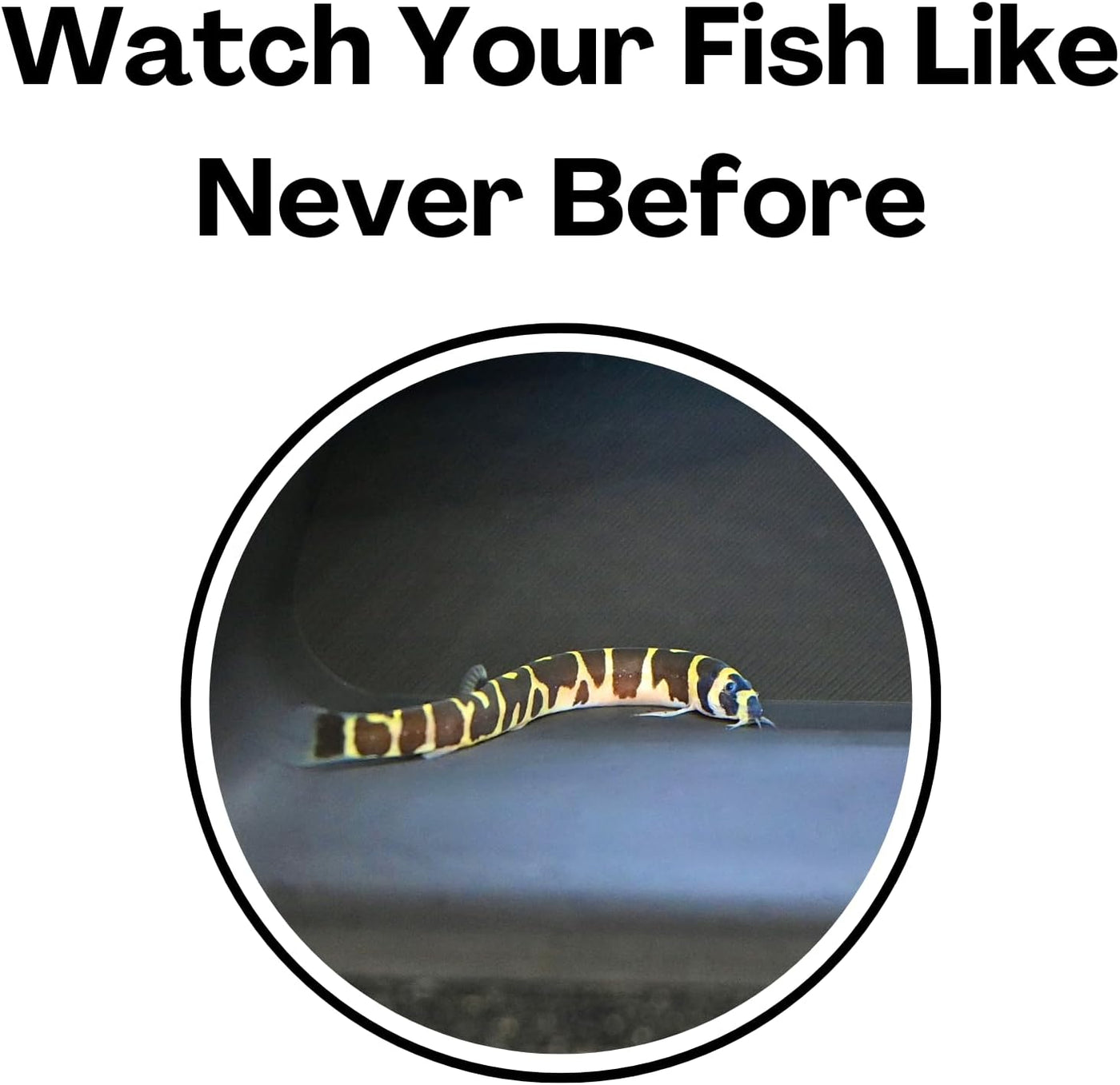 AquaVault™ - Aquarium Underground Curve Tunnel