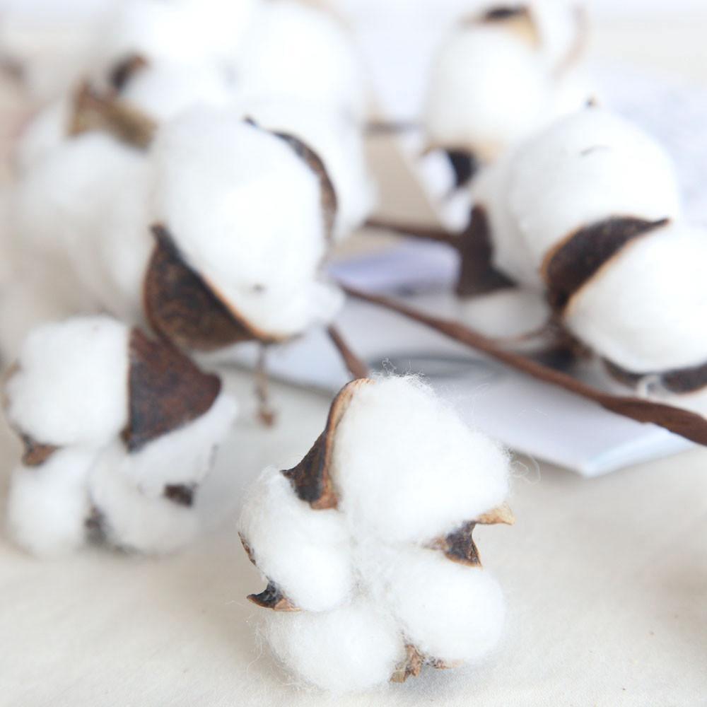 Cotton Branches - Lily & Eden
