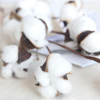 Cotton Branches - Lily & Eden