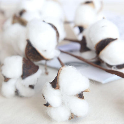 Cotton Branches - Lily & Eden