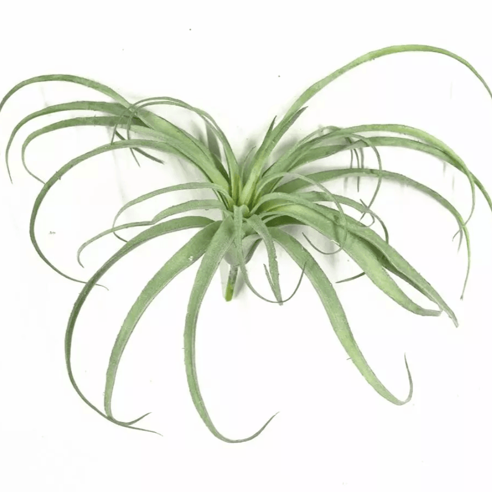 Artificial Air Plant Large