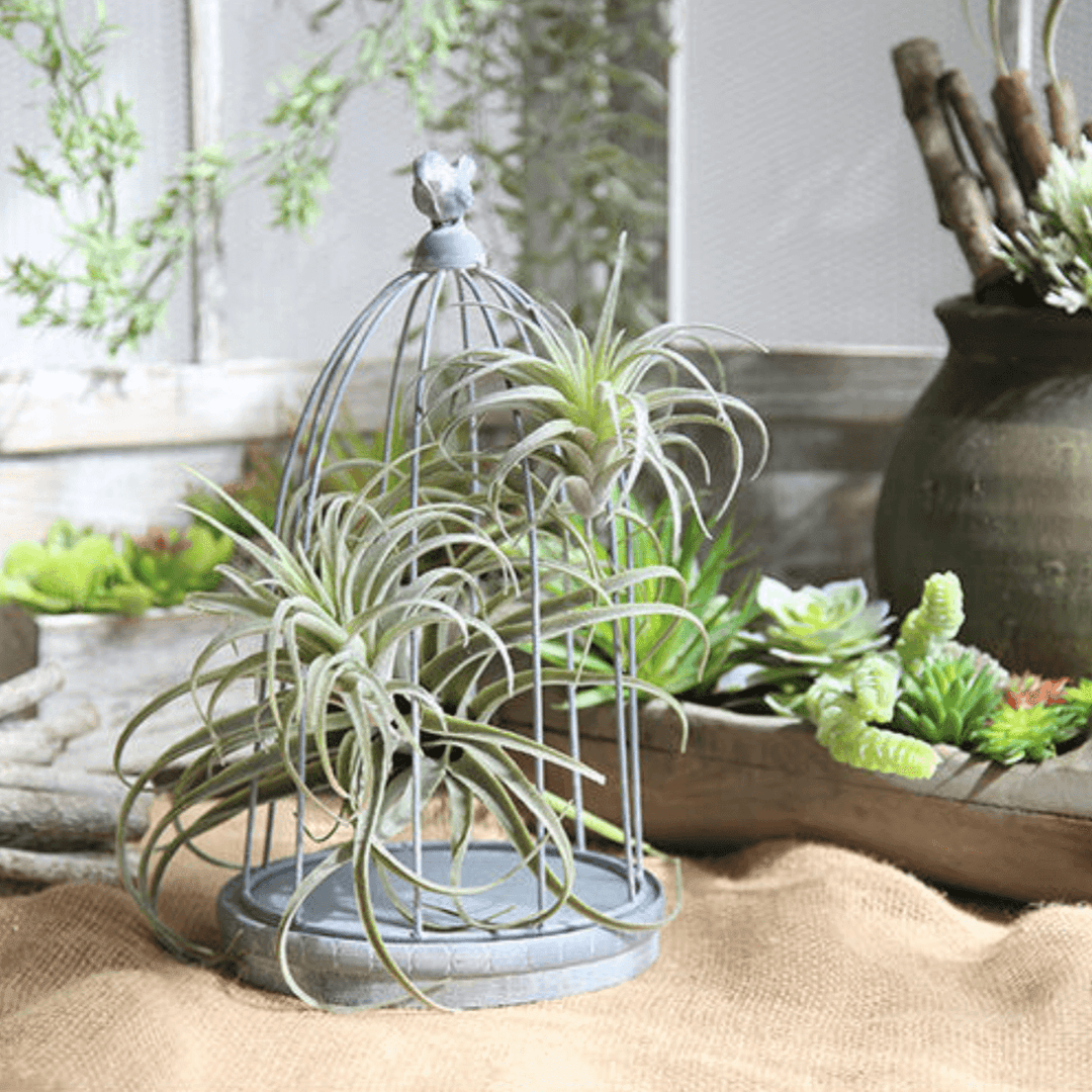 artificial air plants for sale Artificial Air Plant Large