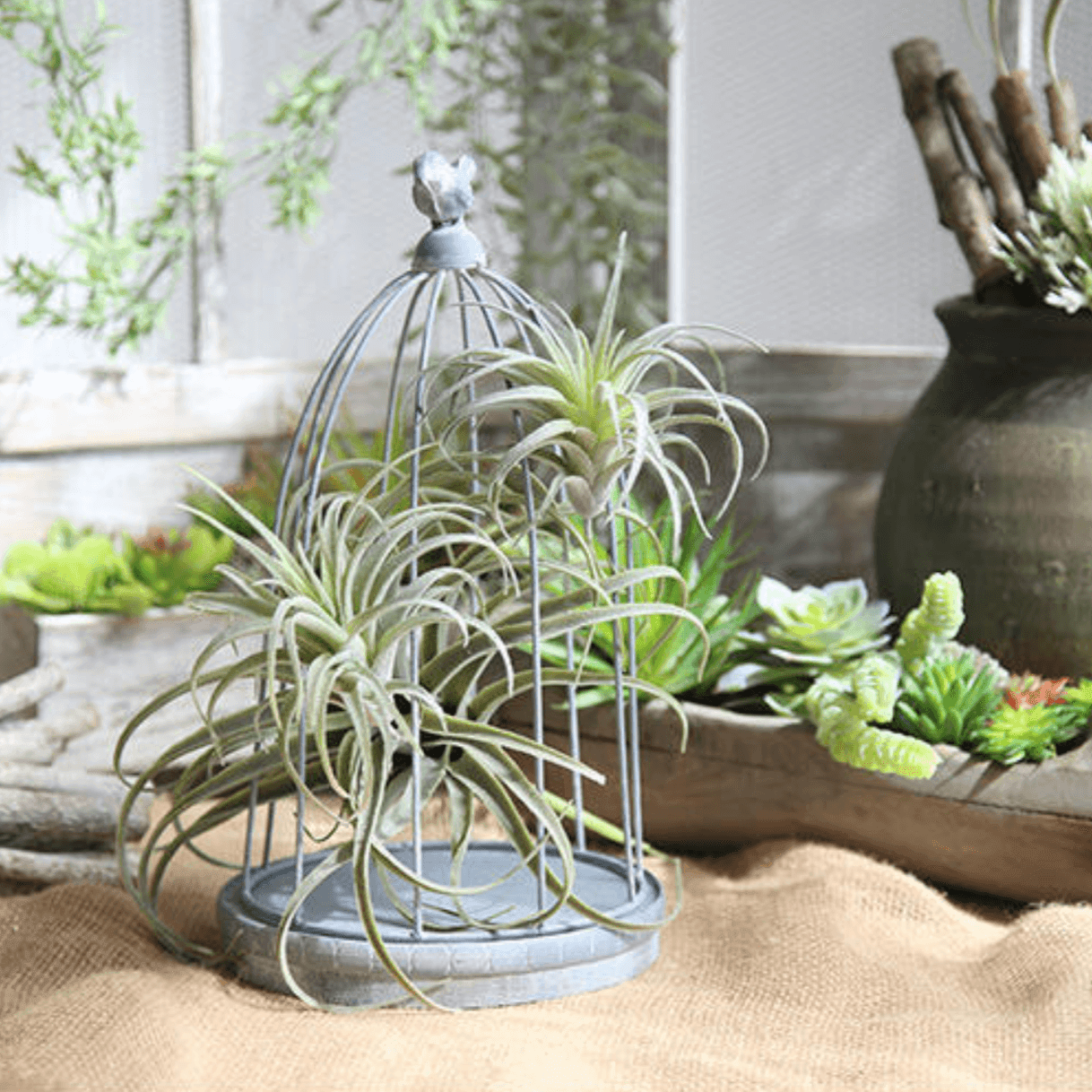 Artificial Air Plant - Lily & Eden
