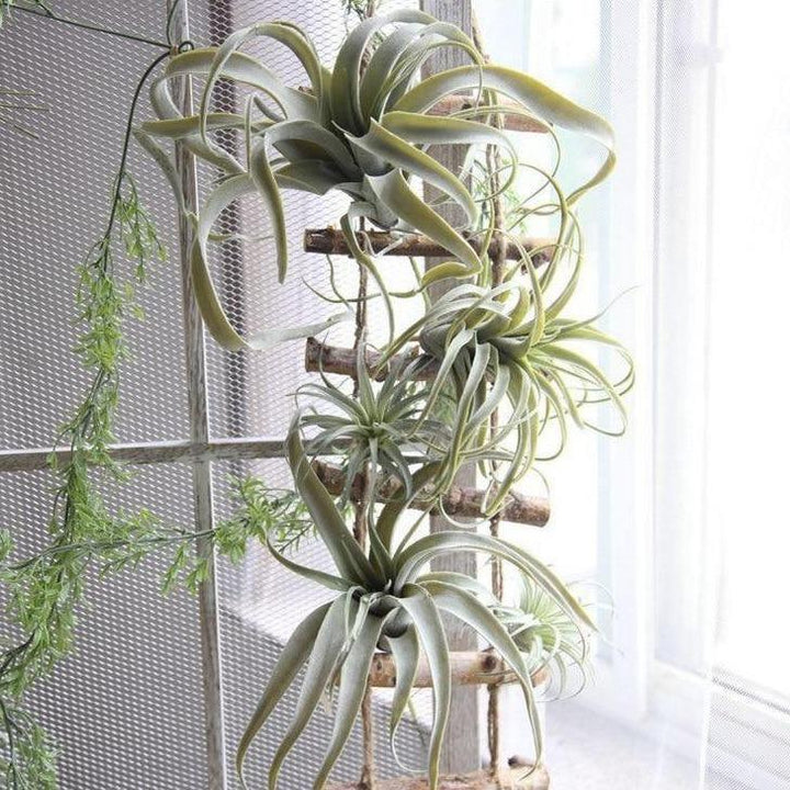 Artificial Air Plant Large